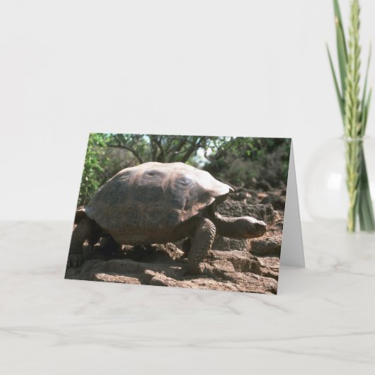 Het reuze Koepelvormige Lopen van de Schildpad Kaart (Voorkant)