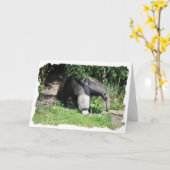 Het reuze Wenskaart van de Miereneter Kaart (Gele Bloem)