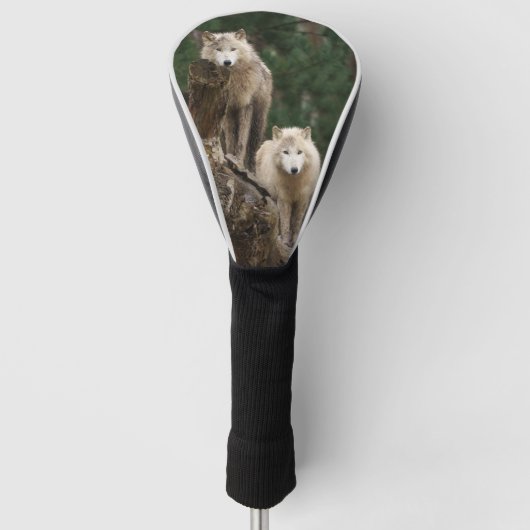 Het rijk van de witte wolven golfheadcover (Voorkant)