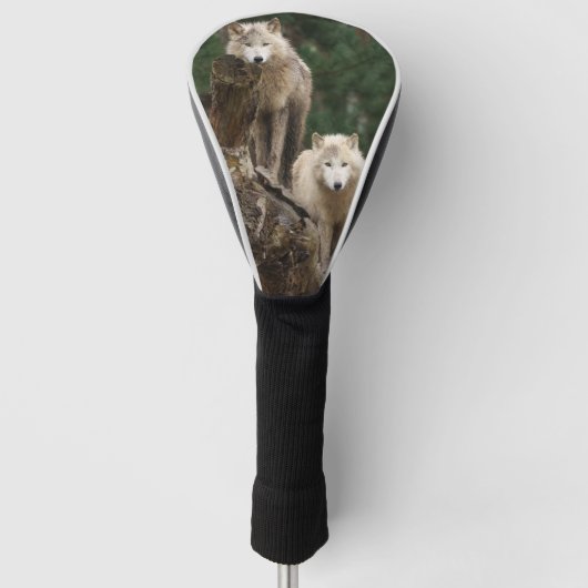 Het rijk van de witte wolven golfheadcover (Voorkant)