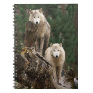 Het rijk van de witte wolven notitieboek