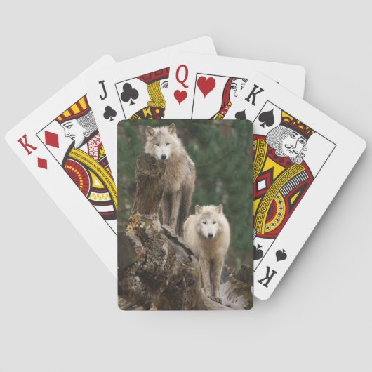 Het rijk van de witte wolven pokerkaarten (Achterkant)
