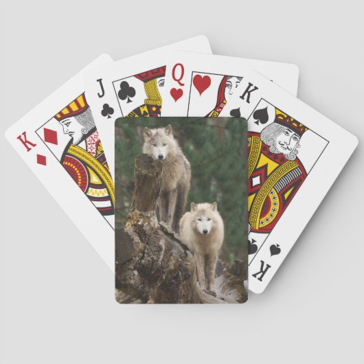 Het rijk van de witte wolven pokerkaarten (Achterkant)