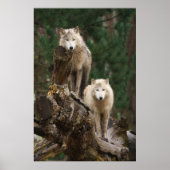 Het rijk van de witte wolven poster (Voorkant)