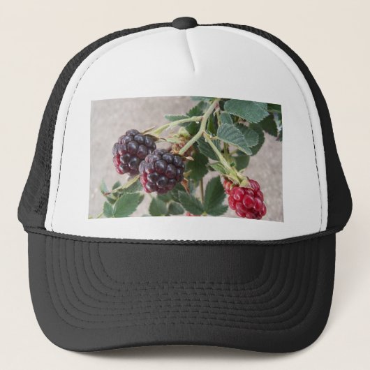 Het rijpen van Blackberries op een Trucker Pet (Voorkant)