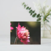 Het rode BloemenBriefkaart van het Zonlicht van de Briefkaart (Staand voorkant)