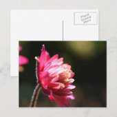 Het rode BloemenBriefkaart van het Zonlicht van de Briefkaart (Voorkant / Achterkant)