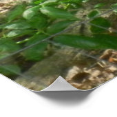 HET RODE CARDINALE poster (Hoek)