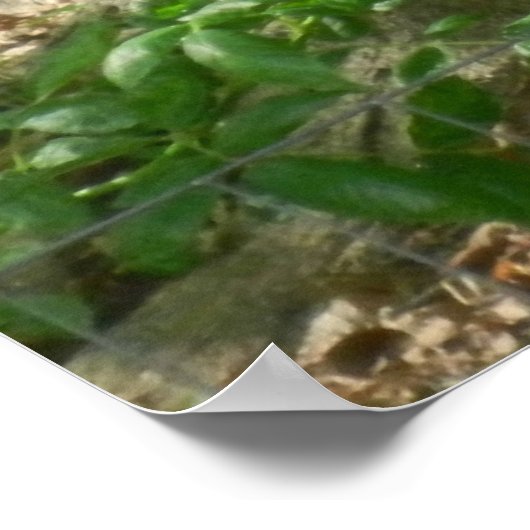 HET RODE CARDINALE poster (Hoek)