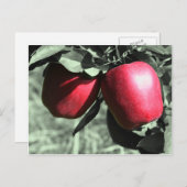 Het rode Zwarte Witte Briefkaart van Appelen (Voorkant / Achterkant)