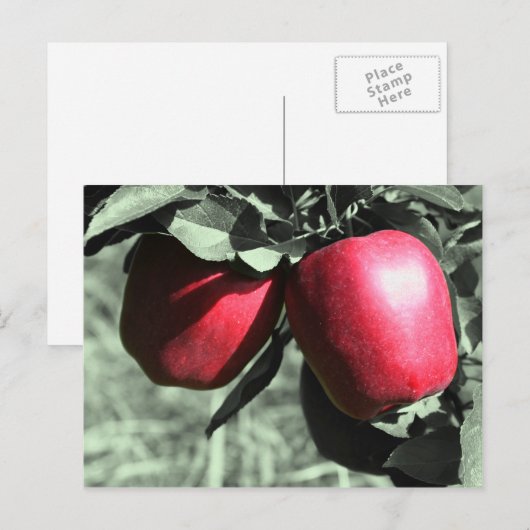 Het rode Zwarte Witte Briefkaart van Appelen (Voorkant / Achterkant)