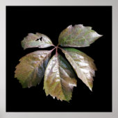 het roestblad poster (Voorkant)