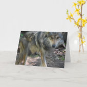 Het rondsnuffelen van het Wenskaart van de Wolf Kaart (Gele Bloem)