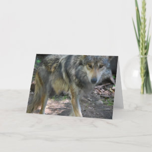 Het rondsnuffelen van het Wenskaart van de Wolf Kaart