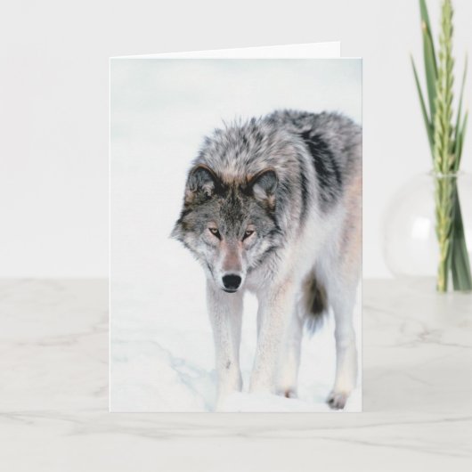 Het rondsnuffelen van Wolf Kaart (Voorkant)