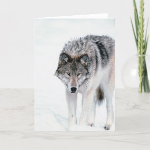 Het rondsnuffelen van Wolf Kaart