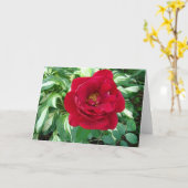 Het rood nam & Varigated Hostas toe Kaart (Gele Bloem)