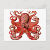 Het Rood van de Octopus van Haeckel Briefkaart (Voorkant)