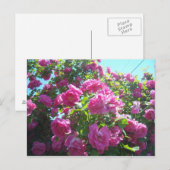 Het roos briefkaart (Voorkant / Achterkant)