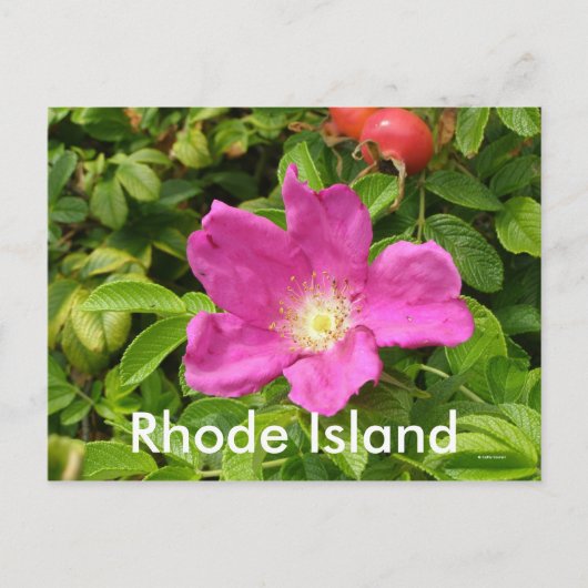 Het Roos Briefkaart (Voorkant)