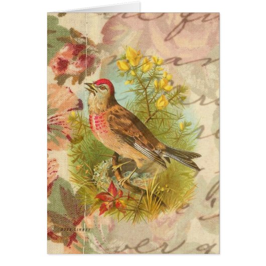 Het Roos Linnet al Occasion Blank Wenskaart (Voorkant)