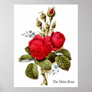 Het Roos Moss -  Kunst Poster