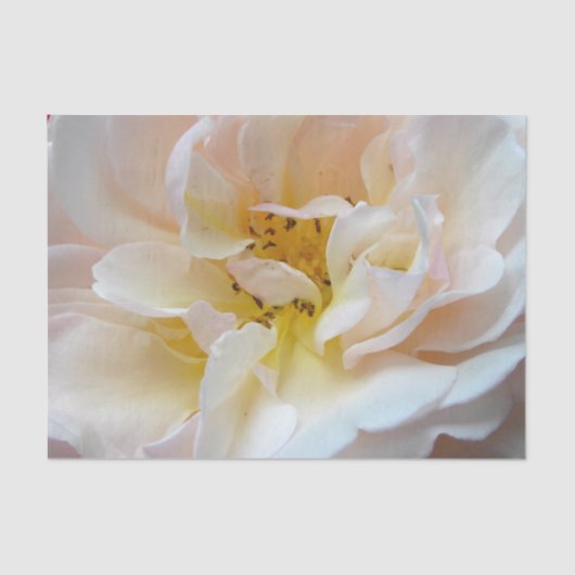 Het Roos Tissuepapier (Voorkant)