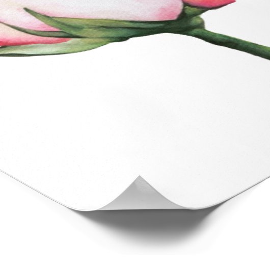 Het Roos van de begroting Premium 8x10 het Poster  (Hoek)