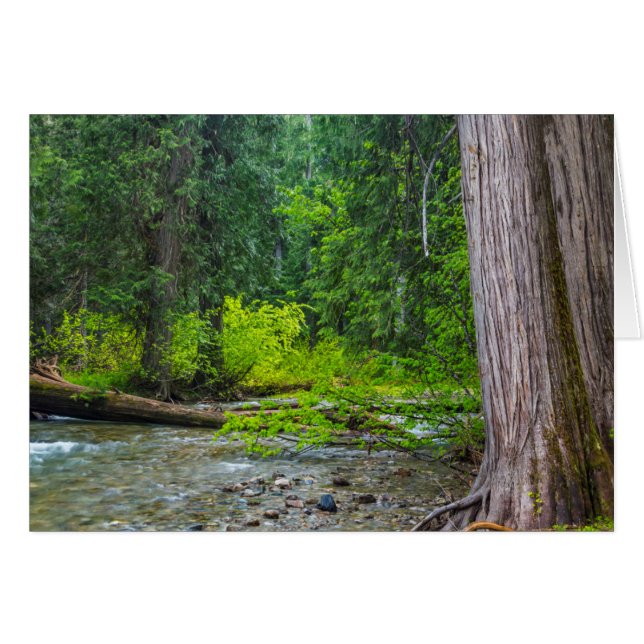 Het Ross Creek Cedars Scenic Area (Voorkant Horizontaal)
