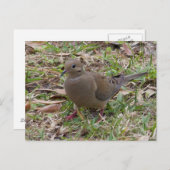 Het rouwen de Duif van de Duif of van de Schildpad Briefkaart (Voorkant / Achterkant)