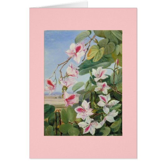 Het roze BloemenLot van de Liefde van de Vrede van (Voorkant)