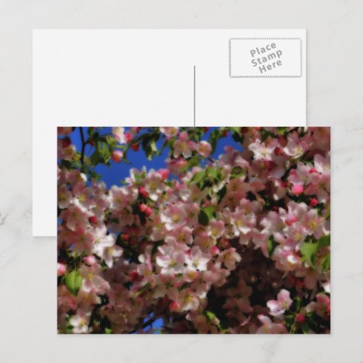 Het roze Briefkaart van de Bloem van de Bloesems (Voorkant / Achterkant)