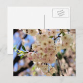 Het roze Briefkaart van de Bloem van de Bloesems (Voorkant / Achterkant)