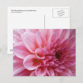 Het roze Briefkaart van de Chrysant (Voorkant / Achterkant)