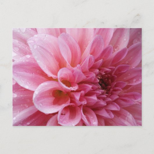 Het roze Briefkaart van de Chrysant (Voorkant)