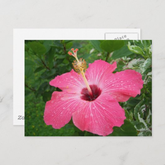 Het roze Briefkaart van de Hibiscus (Voorkant / Achterkant)