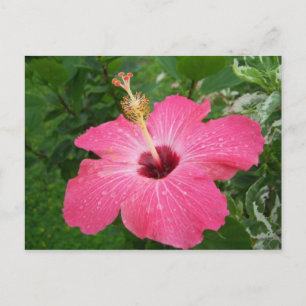 Het roze Briefkaart van de Hibiscus