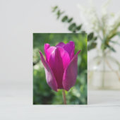 Het roze Briefkaart van de Tulp (Staand voorkant)