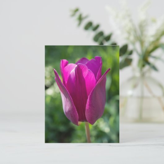 Het roze Briefkaart van de Tulp (Staand voorkant)