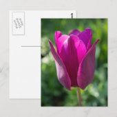 Het roze Briefkaart van de Tulp (Voorkant / Achterkant)