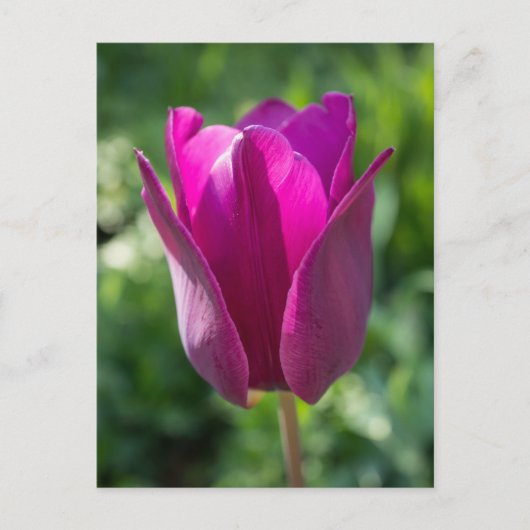 Het roze Briefkaart van de Tulp (Voorkant)