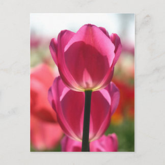 Het roze Briefkaart van de Tulp
