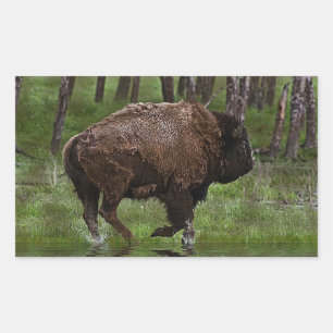 Het runnen van Buffalo & Bos, het Ontwerp van de b Rechthoekige Sticker