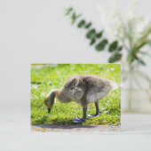 Het schattige gansje van de Gans van Canada Briefkaart (Staand voorkant)