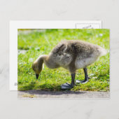 Het schattige gansje van de Gans van Canada Briefkaart (Voorkant / Achterkant)