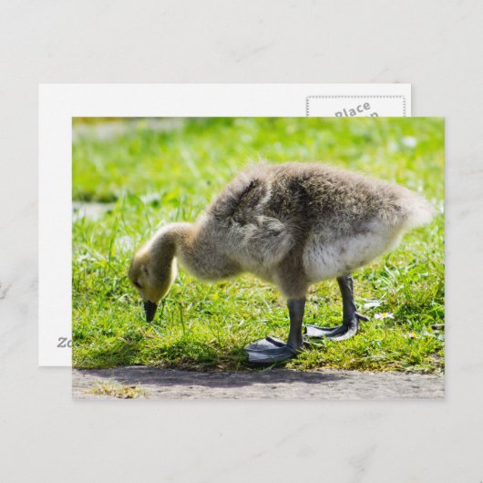 Het schattige gansje van de Gans van Canada Briefkaart (Voorkant / Achterkant)