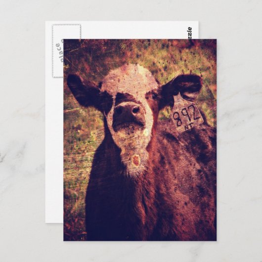 Het Schattige kalf Briefkaart (Voorkant / Achterkant)