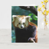Het schattige Rode Wenskaart van de Panda Kaart (Gele Bloem)