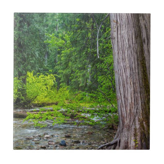 Het Schilderachtig gebied Ross Creek Cedars Tegeltje (Voorkant)