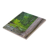 Het Schilderachtig gebied Ross Creek Cedars Tegeltje (Zijkant)
